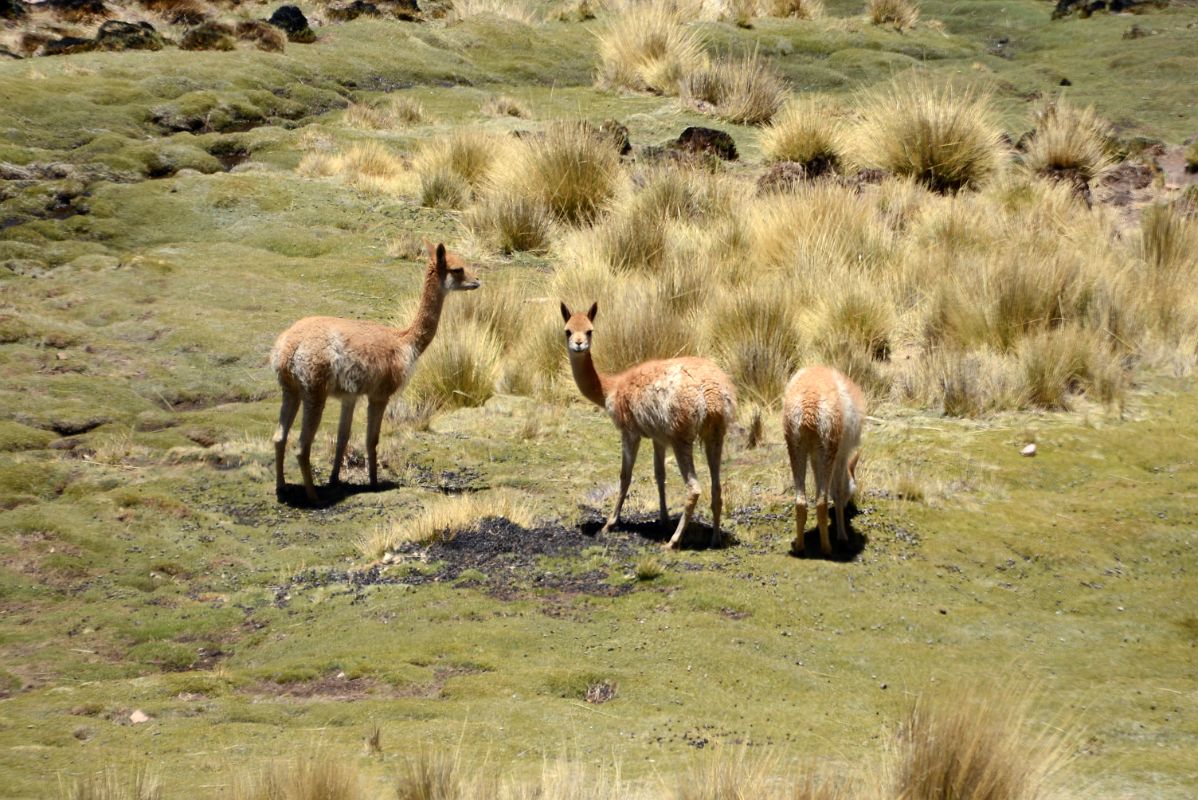 11 Wild Vicunas Next To Highway 52 As It Climbs From Purmamarca To Salinas Grandes